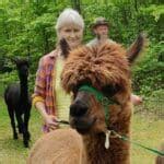 g tur med alpaca kbenhavn|Gåtur med alpaca